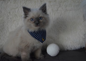 mâle blue colourpoint - 10 semaines - Chatterie Ragdolls du Val de Beauvoir